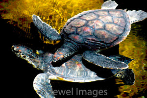 Honu Dance