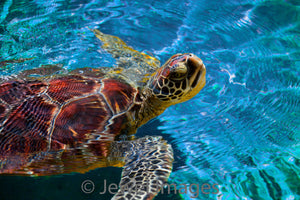 Honu's Gaze