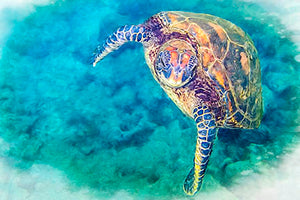 Turtle Artwork Print